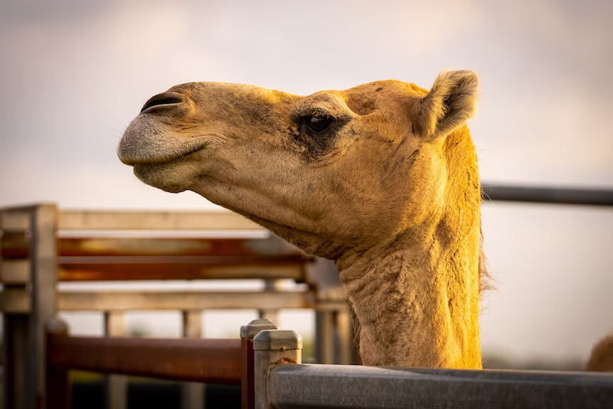 Almost overnight Patrick the camel became a viral sensation on TikTok. 