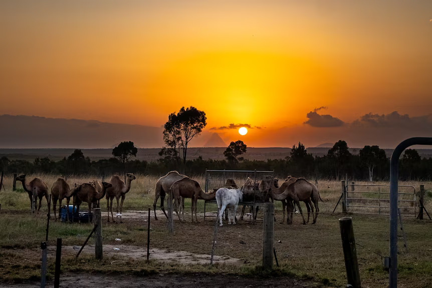 Q Camel is a family-run, organic camel dairy.