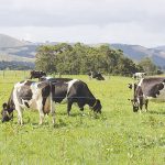 The trials at Massey have involved running 80 cows over pasture which incorporates ecotain plantain.