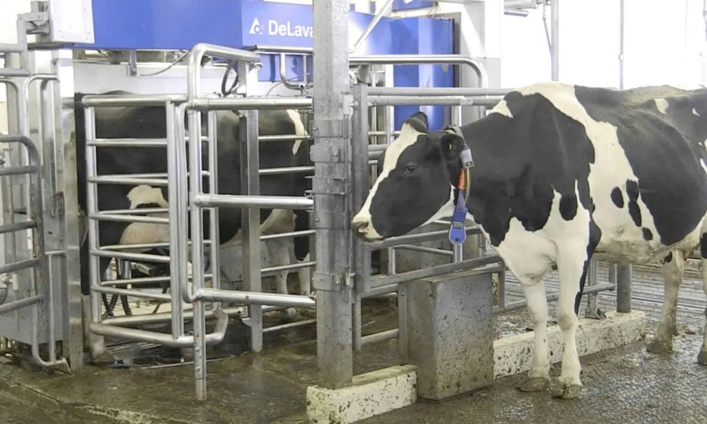 Robots milking cows on almost 20 per cent of Canadian dairy farms