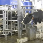 Robots milking cows on almost 20 per cent of Canadian dairy farms