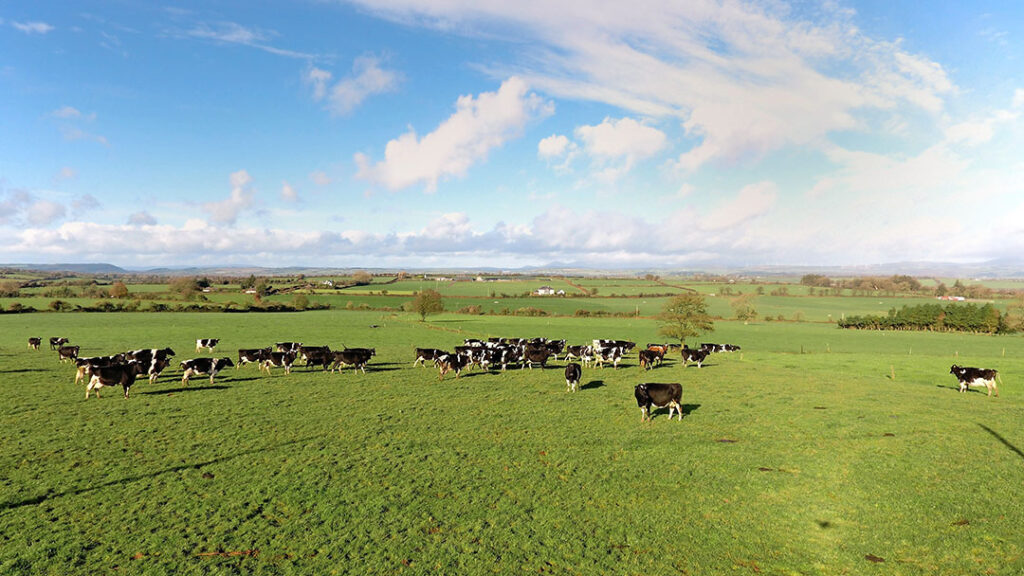 There are 90 hectares used partly for youngstock and partly for fodder production. 