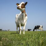 The spring rotational planner aims to create a wedge of grass in front of the cows at different heights, making it easier to control the grazing areas.