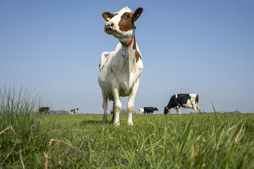 The spring rotational planner aims to create a wedge of grass in front of the cows at different heights, making it easier to control the grazing areas.