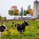 Tenney backs legislation to modernize dairy pricing for farmers