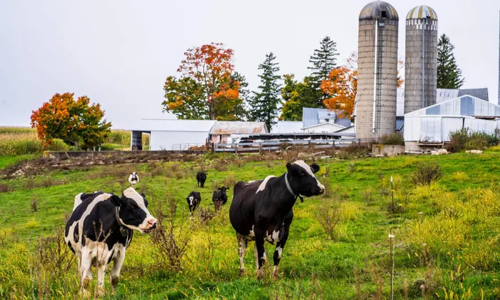 Tenney backs legislation to modernize dairy pricing for farmers