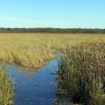 Trails created by dozens of canoes lead into wild rice beds on Lower Rice Lake in Sept. 2015. White Earth officials plan regulatory changes to protect this and other waterways from agricultural development.