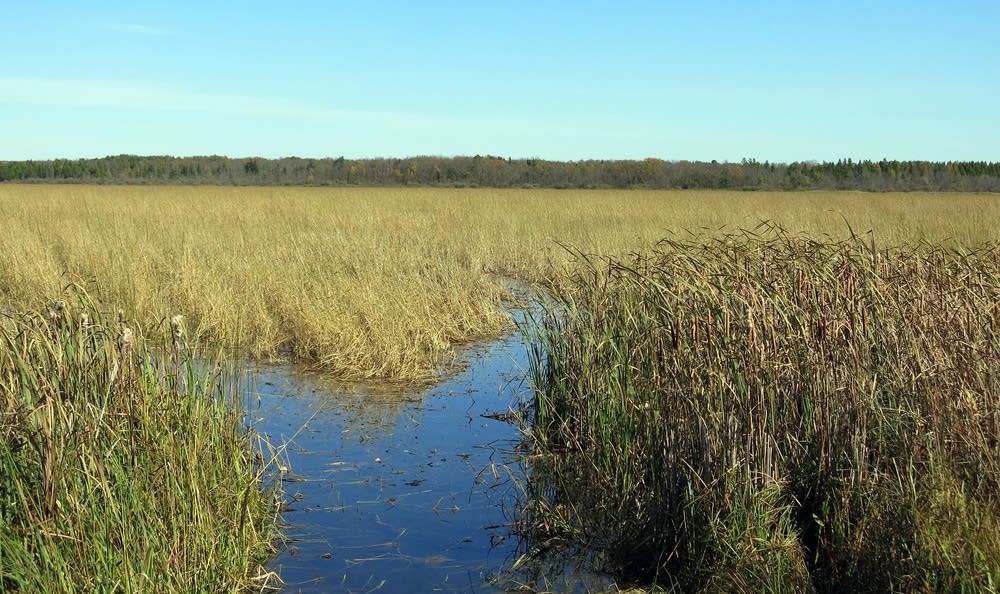 Trails created by dozens of canoes lead into wild rice beds on Lower Rice Lake in Sept. 2015. White Earth officials plan regulatory changes to protect this and other waterways from agricultural development.