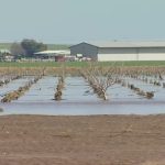 It's a billion-dollar industry that's being impacted by aggressive water. Now data from farmers is showing how bad the recent storms have been for business.