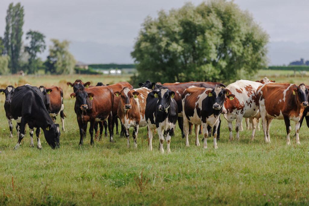 The tour group visited several farms to see the results of Norwegian Red crossed with Kiwicross