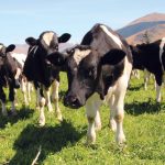 What is a dairy-beef calf worth