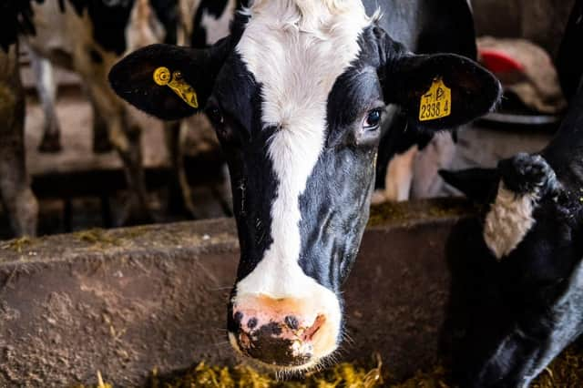 Amanda farms on a 200-year-old dairy farm with 150 grass-fed dairy cows.