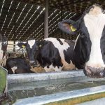 4 ways dairy farmers can cut energy costs