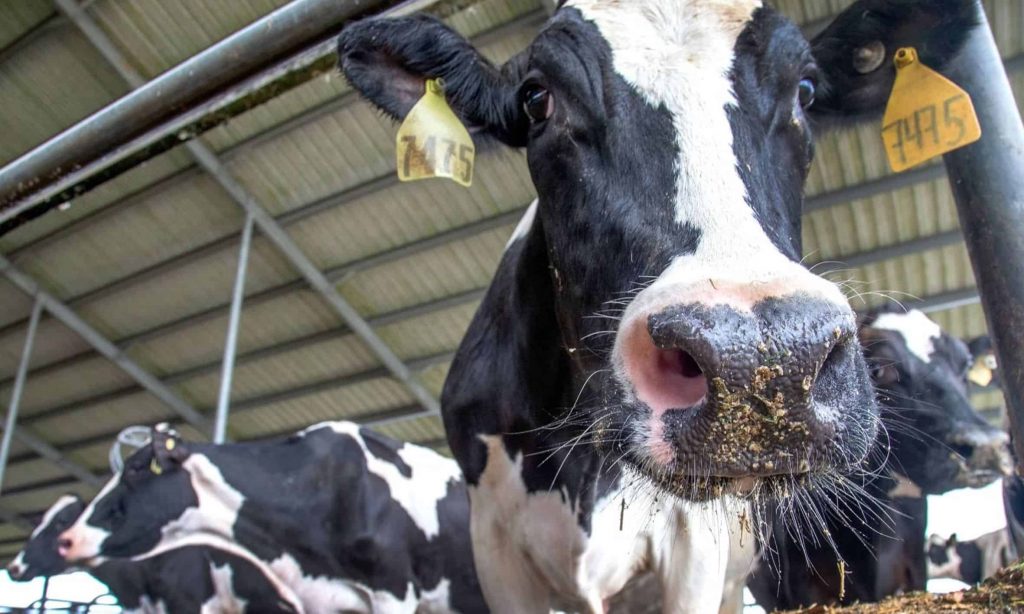 Agritech Company Piper Systems Signs €1.8m US Dairy Deal