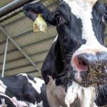 Agritech Company Piper Systems Signs €1.8m US Dairy Deal