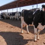 Are Manure Subsidies Causing Farmers to Milk More Cows