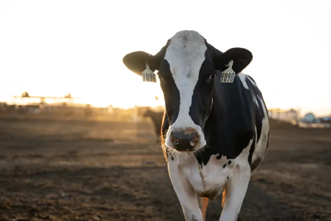 Bill allowing sale of raw milk finally passes Iowa Legislature