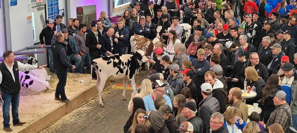 Dairy Calves For A Cause live auction at Canadian Dairy XPO.