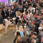 Dairy Calves For A Cause live auction at Canadian Dairy XPO.