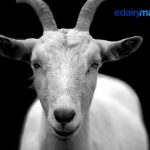 10 curiosities you didn't know about goat milk