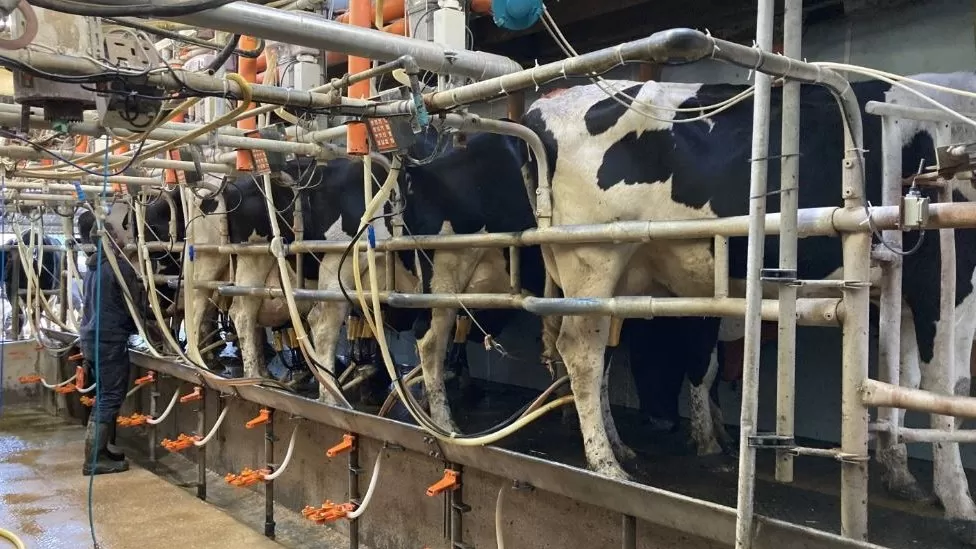 Cost of living Somerset dairy farmer on 'knife edge' as milk price drops2