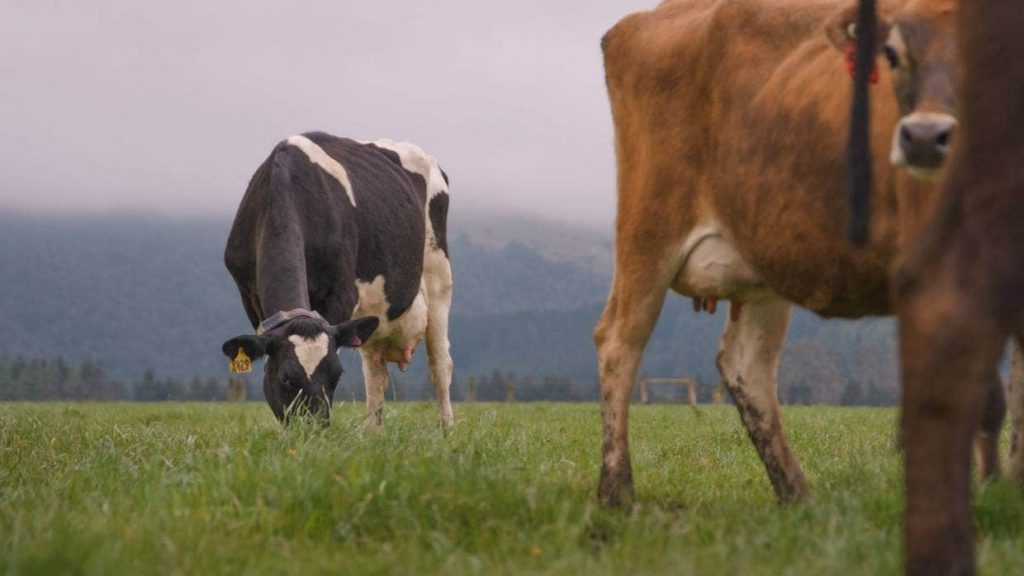 Cow numbers and milk production on downward trend