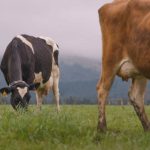 Cow numbers and milk production on downward trend