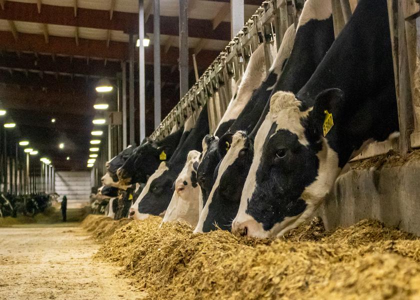 Cows Will Tell You When They’re Feeling “Off”