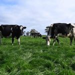 Dairy-Australia-Forage