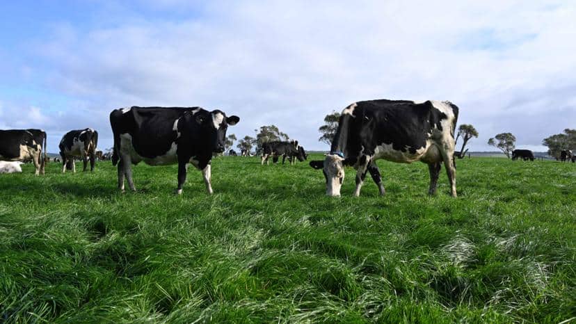 Dairy-Australia-Forage