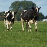 Dairy Farm Innovations Yield Big Environmental Benefits