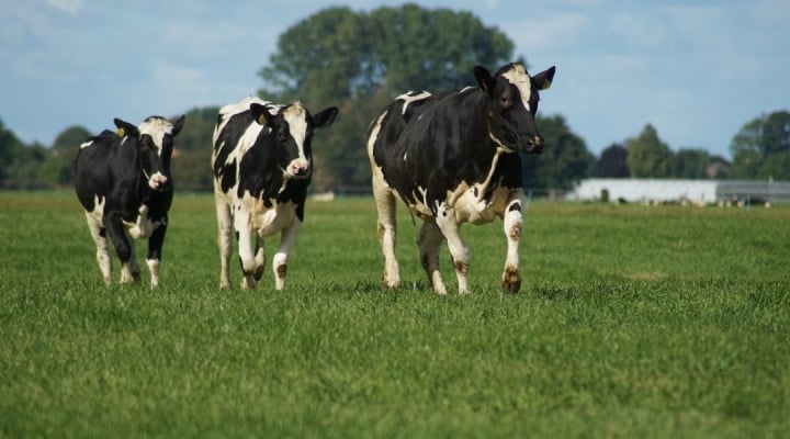 Dairy Farm Innovations Yield Big Environmental Benefits