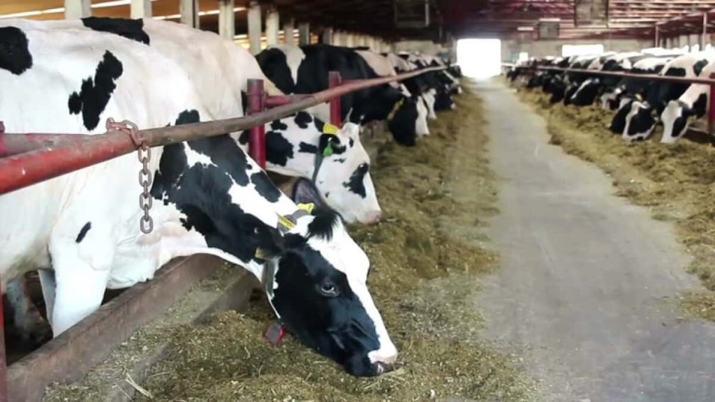 Dairy farmers are losing money per hundredweight of milk on average