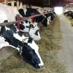 Dairy farmers are losing money per hundredweight of milk on average