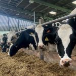 Dairy farmers care about sustainability amid 'scapegoat' concerns