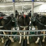 Dairy farmers may have to wait to see benefits from China's economy rebounding