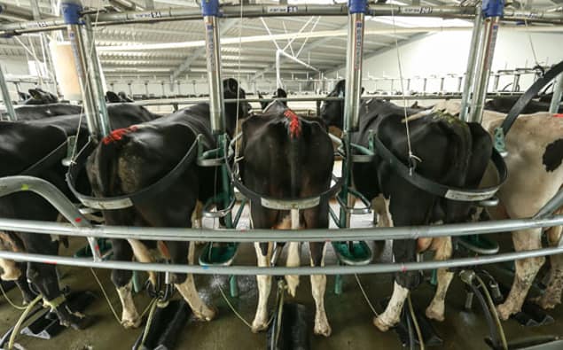 Dairy farmers may have to wait to see benefits from China's economy rebounding