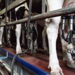 Dairy farmers 'near breaking point