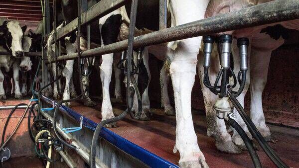 Dairy farmers 'near breaking point