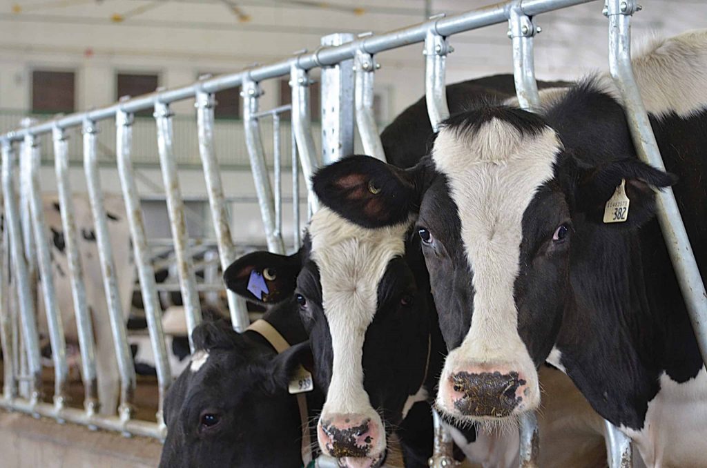 Dairy farmers welcome support for research in budget