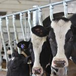 Dairy farmers welcome support for research in budget