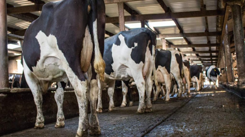 Dairy sector will be driven by ‘value not volume’ in the future – O’Toole