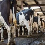 Dairy sector will be driven by ‘value not volume’ in the future – O’Toole