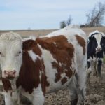 Demand for dairy-beef genetics increases