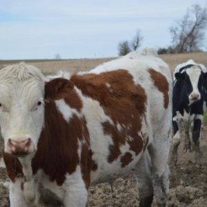 Demand for dairy-beef genetics increases