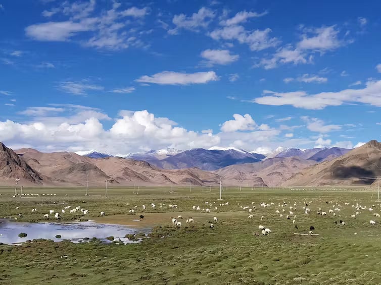 Modern pastures on the highland Tibetan Plateau. Li Tang, Author provided