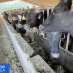 Feed experiment aims to reduce impact of dairy cow burps on climate change