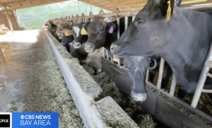 Feed experiment aims to reduce impact of dairy cow burps on climate change