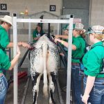 Flood-affected schools from Lismore, Maclean show off livestock at Sydney Royal Easter Show