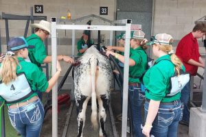 Flood-affected schools from Lismore, Maclean show off livestock at Sydney Royal Easter Show